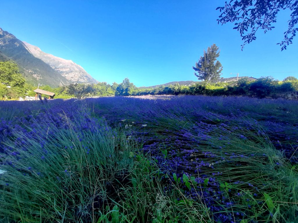 ESSENZA DI Lavanda