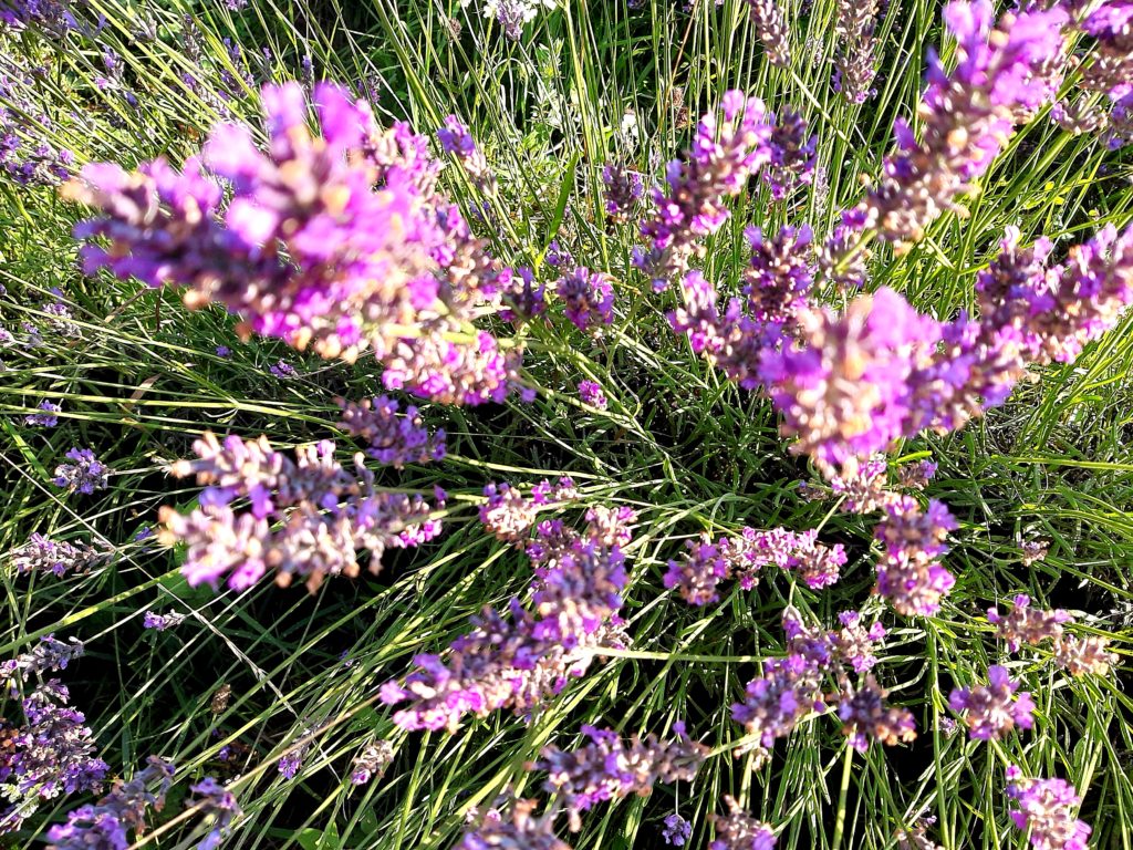 Olio essenziale di Lavanda (Lavandula Angustifolia)